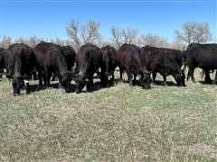 items/d74eeab479d5ec11bea200155d72f54a/registeredblackangus1stcalfheiferpairs_9c00607fb73149069ce8d84746ecfde6.jpg