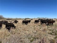 items/d74eeab479d5ec11bea200155d72f54a/registeredblackangus1stcalfheiferpairs_a20d857d50e14e0f9804f85571284bb3.jpg