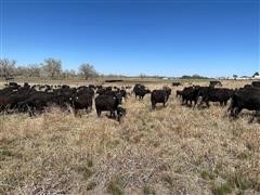 items/d74eeab479d5ec11bea200155d72f54a/registeredblackangus1stcalfheiferpairs_c43ff729f0ed4521a5f4de40386dcf9c.jpg