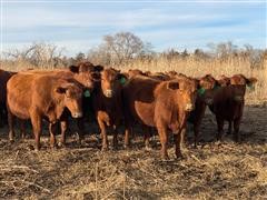 Commercial Red Angus 2nd Calf Heifers (BID Per Head) 