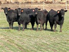 11) Blk Bred Heifers (AI Bred With 10 Day Period) (BID PER HEAD) 