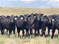 84) 555 Lbs Blk & Baldy Feeder Steers (BID PER LBS) 