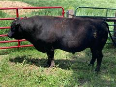 items/d7be2afcc175ed11a76e0003fff934d4/f3wagyubredheifer1487wagyu_961d7fc1fc5546fb86dbab37284f5d3e.jpg