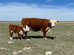 6) Registered 8 YO Hereford Pairs (BID PER PAIR) 