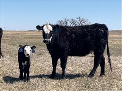 11) BWF 1st Calf Heifer Pairs (BID PER PAIR) 