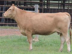 (3) Akaushi Embryos (Come And Take It X HEARTBRAND 0137E) (Bid Per Unit) 