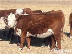 12) Hereford Bred Heifers AI To Bieber BlueChip (BID PER HEAD) 