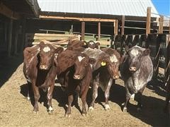 6-8 YO Commercial Shorthorn Bred Cows (BID PER HEAD) 