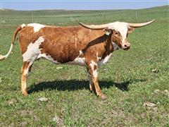 items/d923922f7afeed11a81c6045bd4ccc74/bredheifers_75a096034e1f48878c92e83fce6c4757.jpg