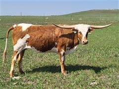 1) 2 Y/O OCV'd Bred Registered Longhorn Heifer 