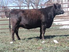 Brown 1813 (6 YO Comm. F1 Akaushi Bred Cow Due With An F2 Calf) 