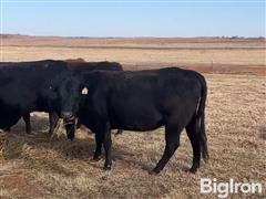 10) 4-6 YO Commercial Bred Cows (BID PER HEAD) 