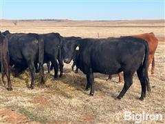 10) 4-6 YO Commercial Bred Cows (BID PER HEAD) 