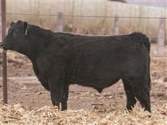 OF Commercial Angus 114 (Yearling Angus Bull) 