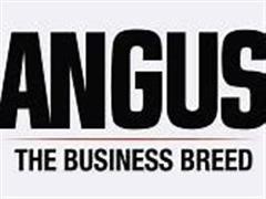 Angus Business Breed.jpg