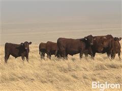 40) 500 Lbs 80% Red And 20% Black Angus Steers (BID PER LB) 