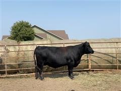 1) Reg. Angus 3 YO Fall Bred Cow (Nemaha Ella 9073-7080) 