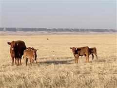 55) 550 Lbs Red Angus 50% - Akaushi 50% Steers (BID PER LBS) 