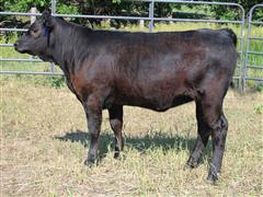 Reg. F1 Akaushi Open Replacement Heifer (BROWN K211A) 