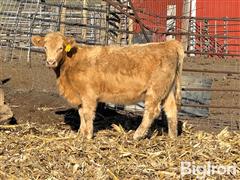 16) F1 Charolais Open Replacement Heifers (BID PER HEAD) 