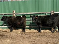 1) Blk Reg. Red Angus (2nd Calvers/Red Carriers) (BID PER HEAD) 