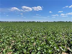 Soybeans 3.jpg