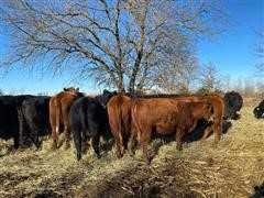 items/dcd4cfebf461ec11b8200003fff90bee/redrwfbredheifers_d5de6cf859b342dc8422f715f6ac9665.jpg