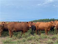 7) 4-7 YO Red Angus Pairs (3 In 1) (BID PER PAIR) 