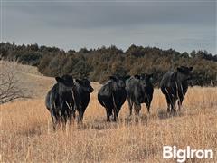 stock black heifers 2.jpg