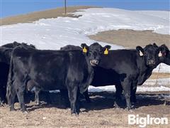 10) BLK Angus 10 - 12 YO Mature Bred Cows (BID PER HEAD) 