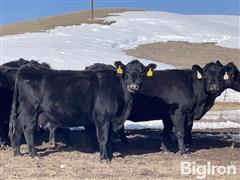 10) BLK Angus 10 - 12 YO Mature Bred Cows (BID PER HEAD) 