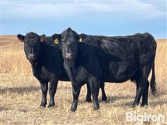 10) Angus Mature 10 YO Bred Cows (Baldridge-Connealy Bulls) (BID PER HEAD) 