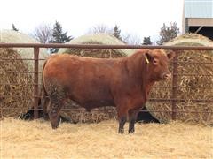 Red Angus 2 Yr Old Bull 