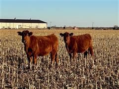 10) Red Angus Bred Heifers(AI Bred For 1 Day) (BID PER HEAD) 