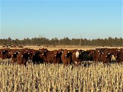 10) Red Angus AI Bred Heifers (BID PER HEAD) 