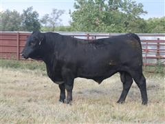 1) K AM-131 OF MAF Reg Angus 18 Mth Old Bull 773L 