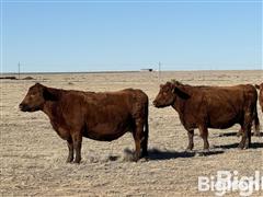 10) Red Angus 10-YO Mature Bred Cows (BID PER HEAD) 