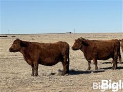 10) Red Angus 10-YO Mature Bred Cows (BID PER HEAD) 