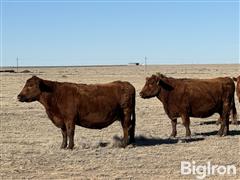 10) Red Angus 10-YO Mature Bred Cows (BID PER HEAD) 