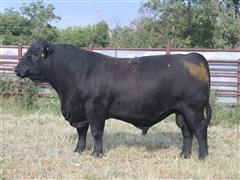 1) K GLORY OF MAF Reg Angus 18 Mth Old Bull 513L 