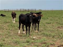 10) Black And White Corriente Heifers (BID PER HEAD) 