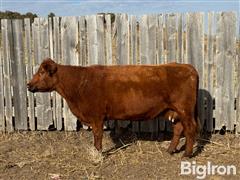 10) Red Angus Mature Bred Cows (BID PER HEAD) 