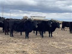 10) Blk Angus SM Bred Cows (BID PER HEAD) 