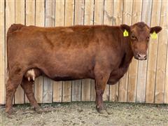 LSF SRR Hire Fire C5325 E7195 Red Angus Bred Cow 