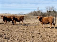 items/e3903865327dec11b8210003fff90f6a/redbredheifers_4cacbbb864554a50ab542515e4ceeeb9.jpg