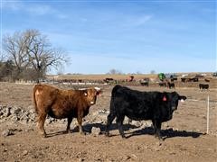 items/e3903865327dec11b8210003fff90f6a/redbredheifers_839f02ab9c454462aab46d6281383193.jpg