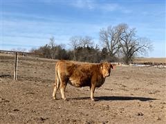 Red Bred Heifers 2 (BID PER HEAD) 