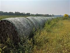 Sudan Bales 