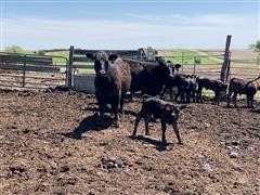 8) Angus 1st Calf Heifer Pairs (BID PER PAIR) 