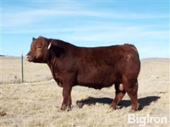 LOT 04 FLATIRON POWERBALL 477 Red Angus Bull 